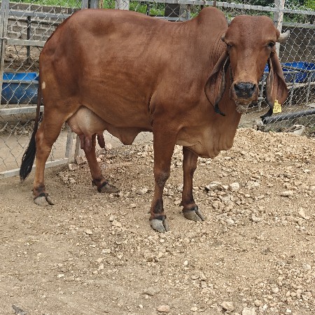 ગીર