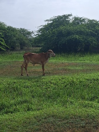 વાછડી વેચવાની છે