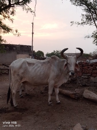 આ  બળદ વેચવાનો છે