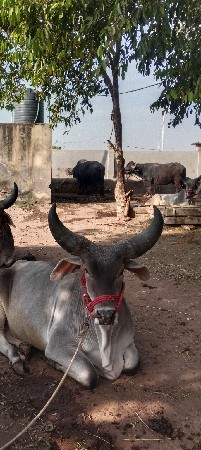 છછડા તેઓ તો હાલ