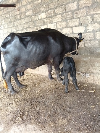 ભેંસ વેચવાની છે