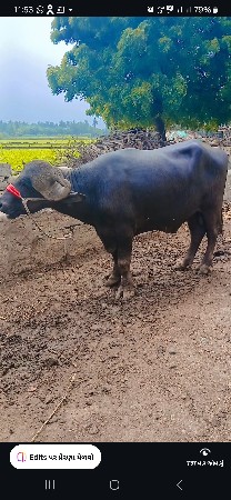 પાડો