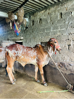 વાસડી વેસવાની સે