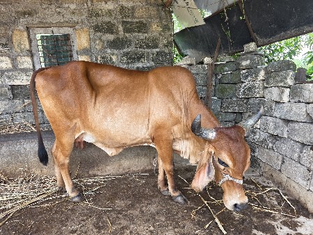 ગાય વેચવાની છે  ત્રીજું વેતર ગાભણ