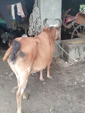 આઠમો મહિનો ગાગણી ગાય
