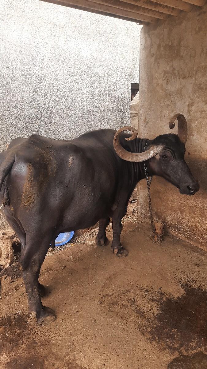 વેચવાની છે