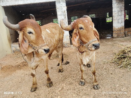 બળદ વેસવાના છે.