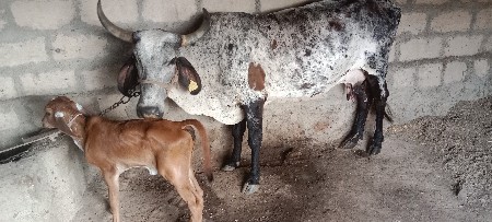 વેશવાની નીછે