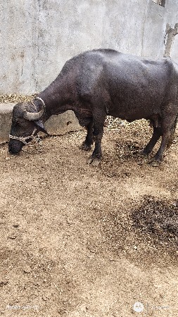 dhes vechavani