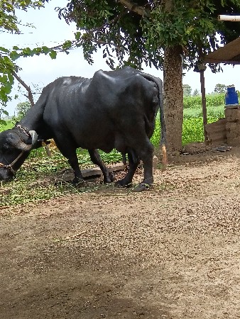 ભેસ વેસવાની છે