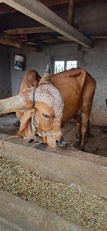 gay vechvani che