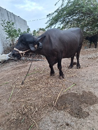 વેચવાની