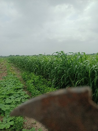 લીલી જાર
