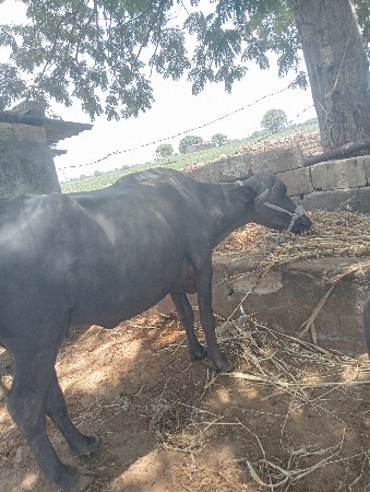 3 ખડેલા વેચવાના સે