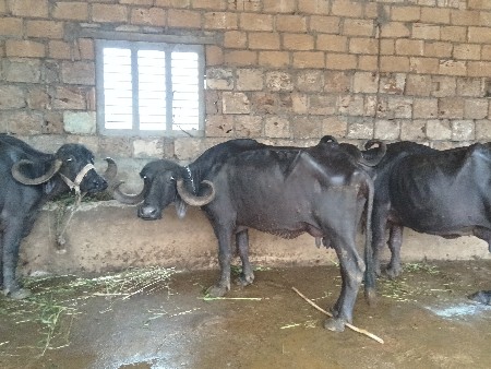 બીજા વેતર માં
