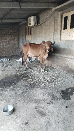 ગાયવેચવાનિછે
