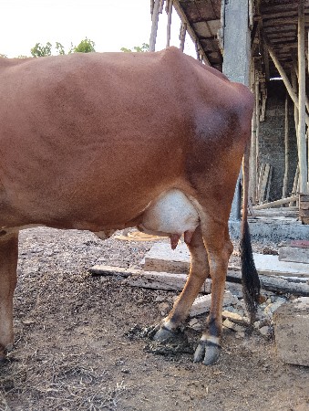 ગાય વેશવાની વીયાવામા તૈયરીમા ૫૫000