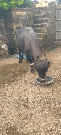 ભેંસ વેચવાની છે