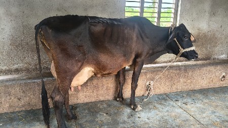 HF ક્રોસ