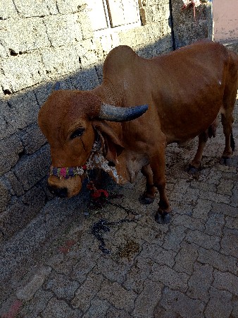 ગીર ગાય વેચવાની છે