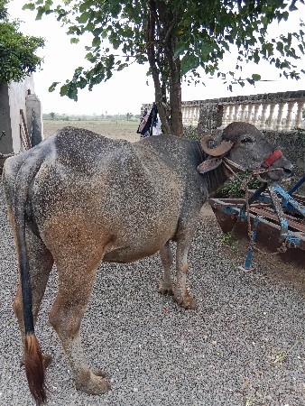 ભેંસ વેચવાની છે