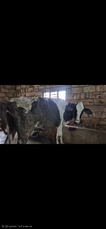 પેલું વેતર દૂધ 10 લિટર દૂધ