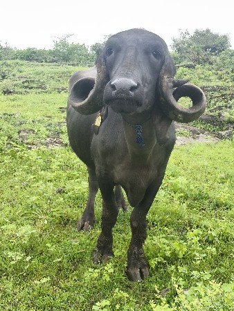 ભેંસ વેચવાની છે