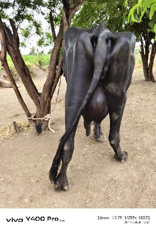 ભેસ વેચવાની છે