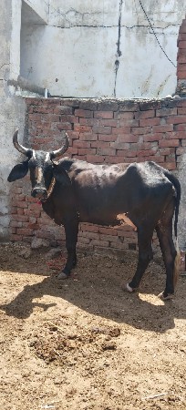 2 ક્રોસ ગાય વેચવાની છે