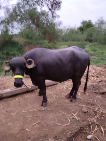 પેલવેતરી  ખડેલી વેચવાની છે