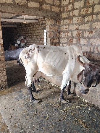 વેચવાની છે