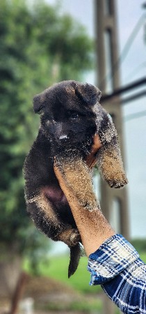 jarman safed long cot mele puppy 🐶