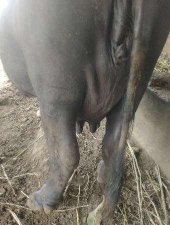 ભેસ વેચવાની છે