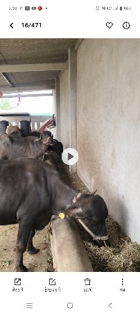 ખડલી વેચવા નીચે 2 સારવરશની છે