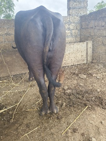 2ભેંશ વેચવા ની છે