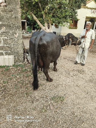 ભેચ વેસવાની છે