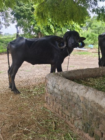 ખળેલી વેચવાની છે