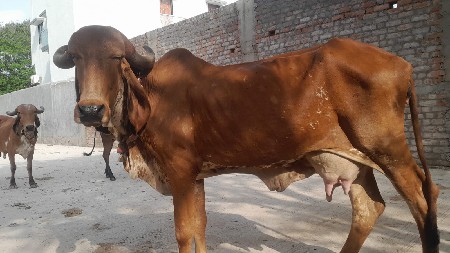 ગીર ગાય બીજું વેતર