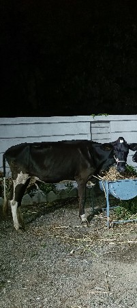 ચાર દાતે હોડકુ છે