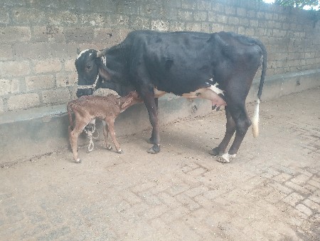 ગાય વેચવા ની છે