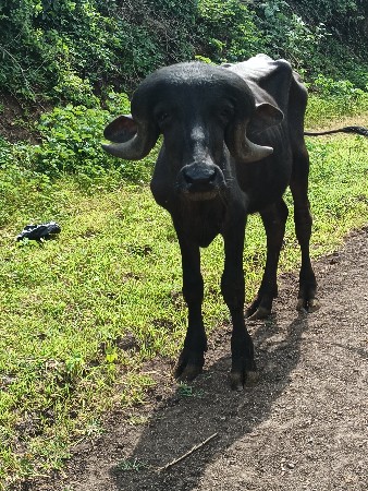 ખડેલું અને પાડો વેચવાના છે