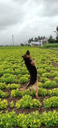 ઓરિજનલ જર્મન કૂતરો વેસાવાનો સે