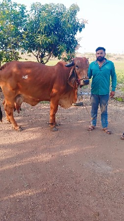 ગાય વેચવાની છે