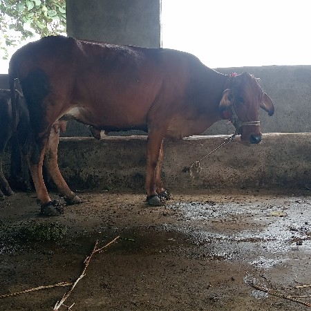 આ જરસી ગાય વેચવાની છે