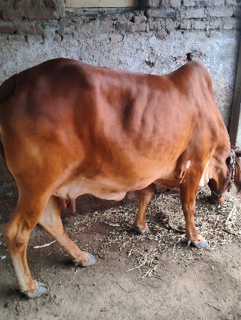 ગાય વેચવાની