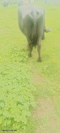 ભેંસ વેચવાની છે 7થી8
