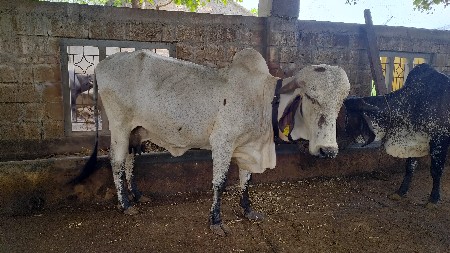 ગાય