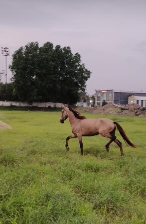 ઘોડી વેચવાની
