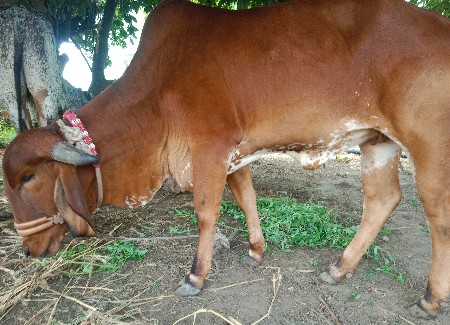 હોડકી
