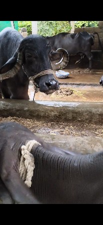 ભેંસ વેચવાની છે